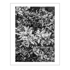 Alberi di quercia, Disegno Les Truffières