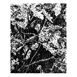 Alberi di quercia, Disegno Les Truffières