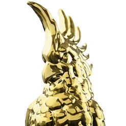 Cacatua Pappagallo arancione