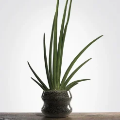 Cachepot Peacock in vetro