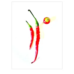 Capsicum 1.3 Disegno digitale
