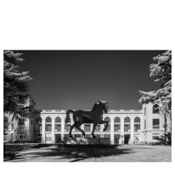 Cavallo di Leonardo #2 Fotografia