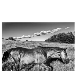 Cavallo e Nuvole Fotografia