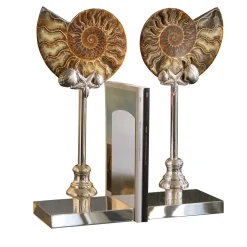 Fermalibri Ammonite