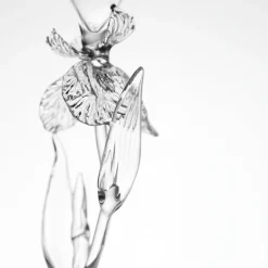 Flûte Iris Pseudacorus in vetro