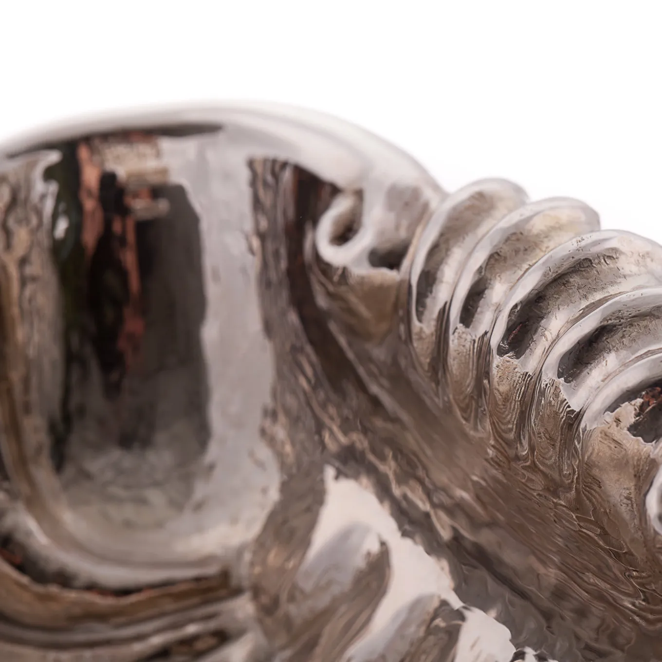 Fondo Mare Conchiglia d'argento