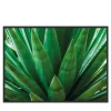 Fotografia di agave