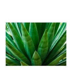 Fotografia di agave