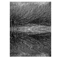 Fotografia di Bamurru