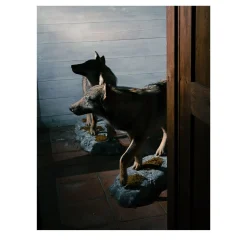 Lupi della Val d'Agri Stampa fotografica