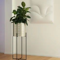 Nexum Ottico 80 Oro Chachepot