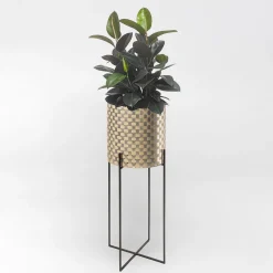 Nexum Ottico 80 Oro Chachepot