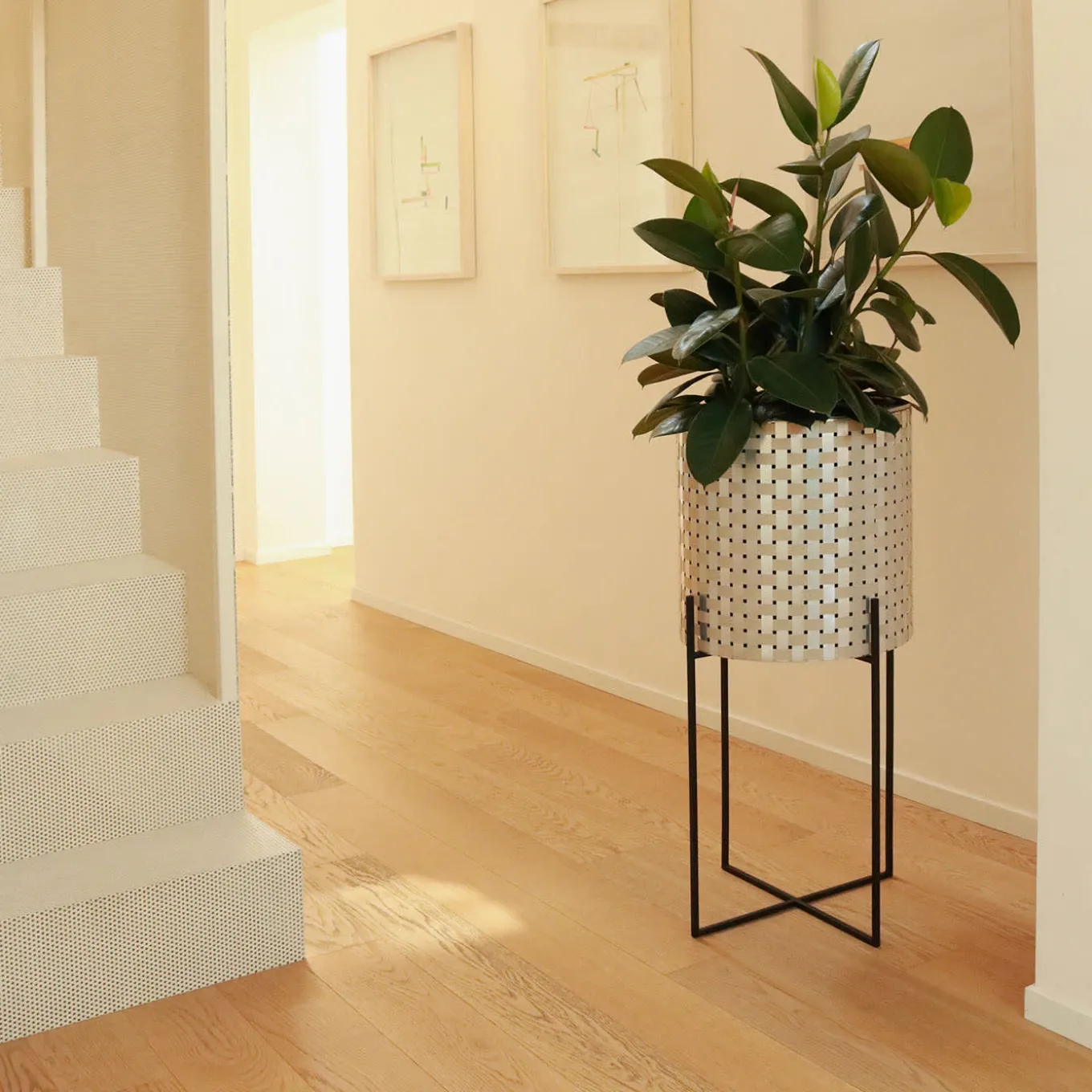 Nexum Ottico 60 Oro Chachepot