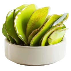 Pianta di Aenonium in ceramica d.15cm