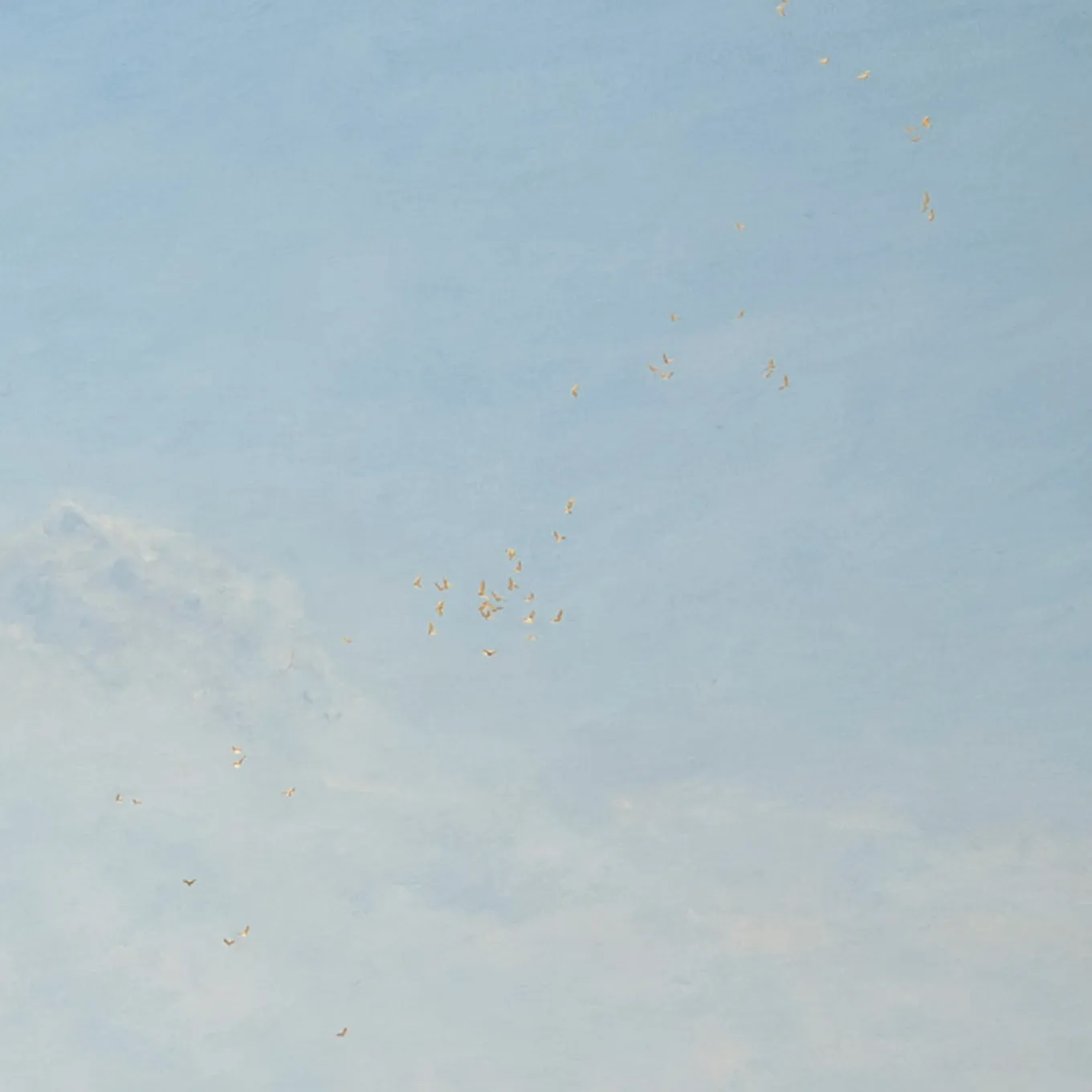 Pittura Raising Hope