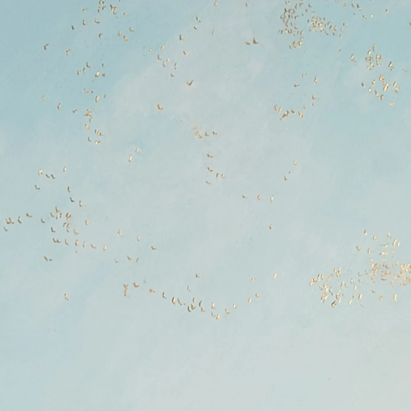 Pittura Raising Hope