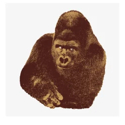 Quindici, il Gorilla Serigrafia di Enzo Mari