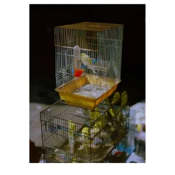 Stampa fotografica Canarino